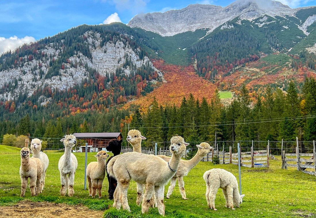 Alpakas auf der Weide