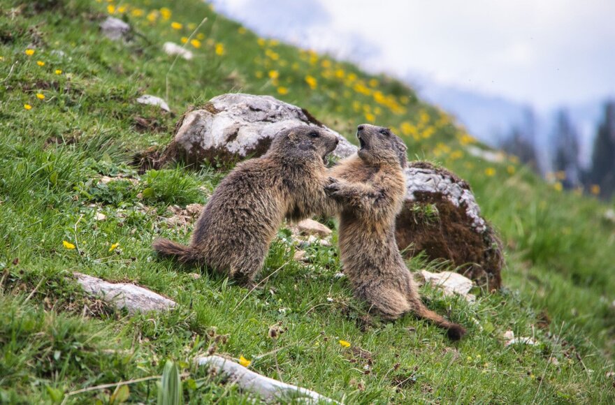Murmeltiere auf Blumenwiese
