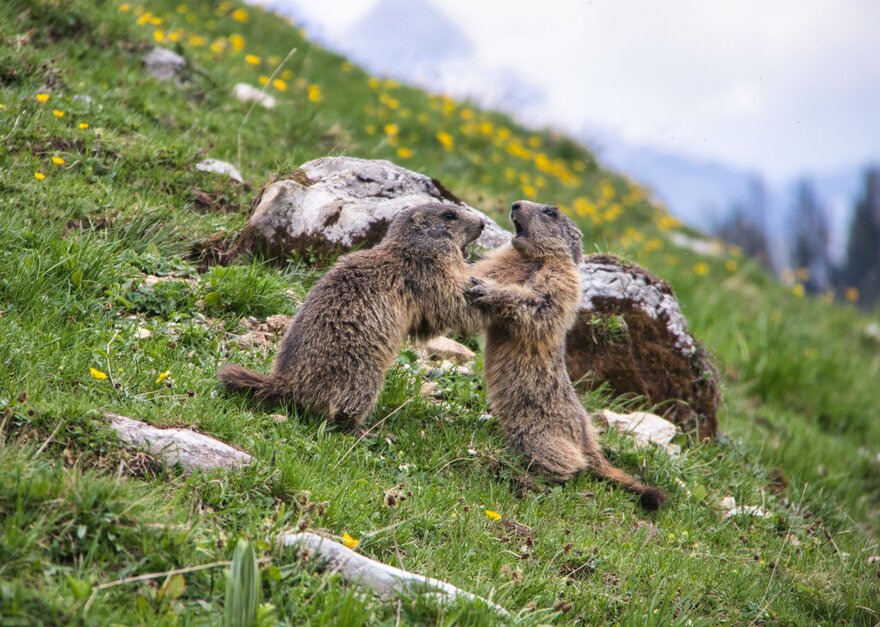 Murmeltiere auf Blumenwiese