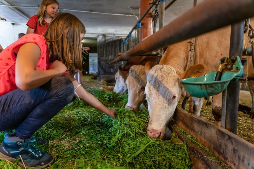 Kinder im Stall bei den Kühen